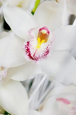 Cymbidium